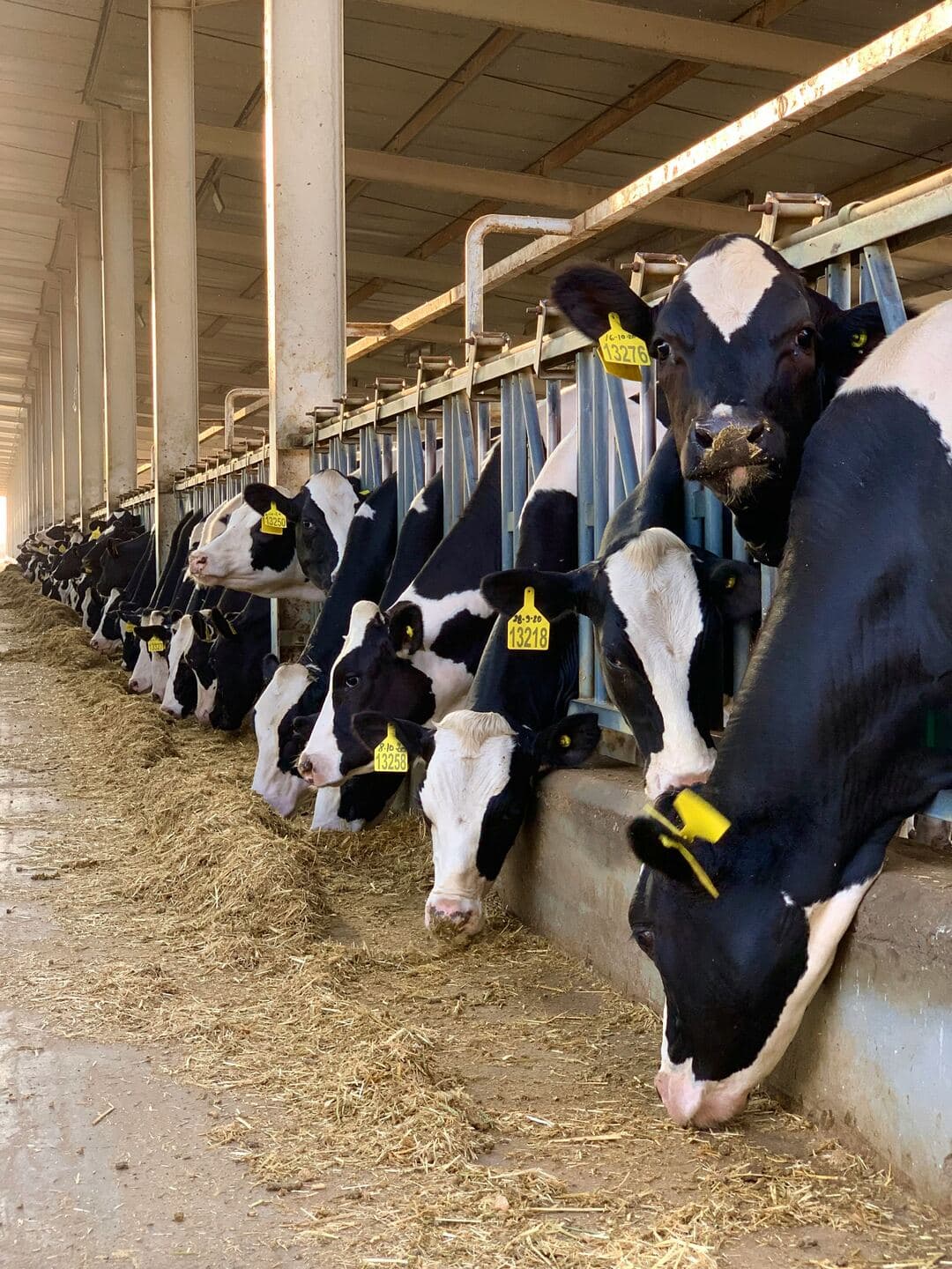 Row of tagged dairy cattle feeding in a barn, each animal individually ear-tagged for tracking